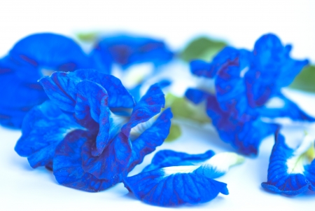 Butterfly Pea Flower, used for food coloring.の写真素材