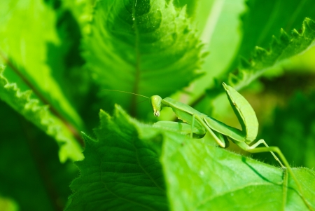 Grasshopper perching on a leafの写真素材