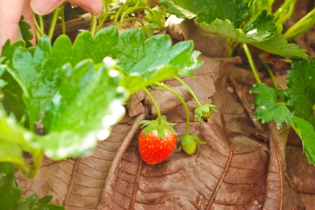 Fresh strawberry plantsの写真素材