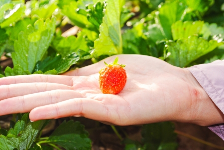 Fresh strawberry plantsの写真素材