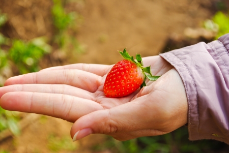 Fresh strawberry plantsの写真素材