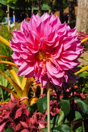 Flower in gardenの写真素材
