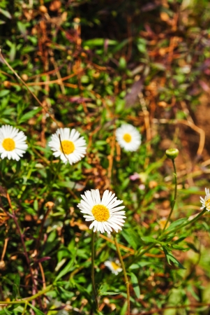 Flower in gardenの写真素材
