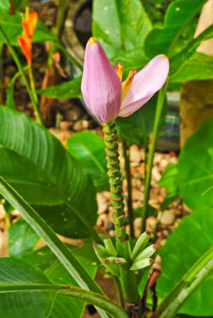 Banana flowerの写真素材