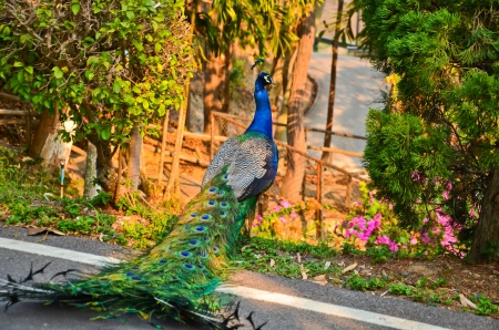 Portrait of Peacock with Feathers Outの写真素材