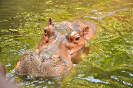 Hippopotamusの写真素材