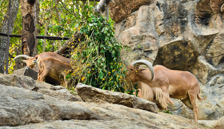 Chamois