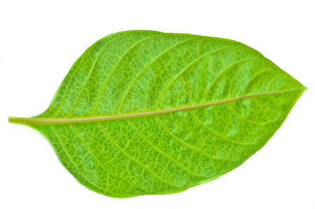 Single isolated leaf on a white background
