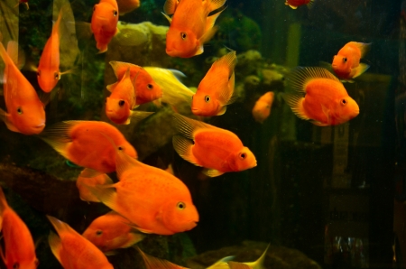gold fish in a bowlの写真素材