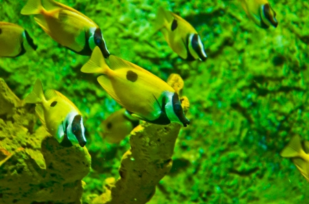 coral, ocean and fishの写真素材