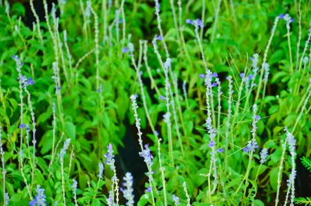 flowers backgroundの写真素材