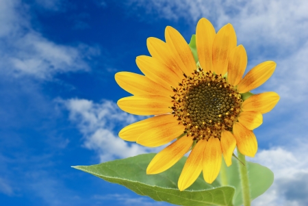 Summer Skyの写真素材