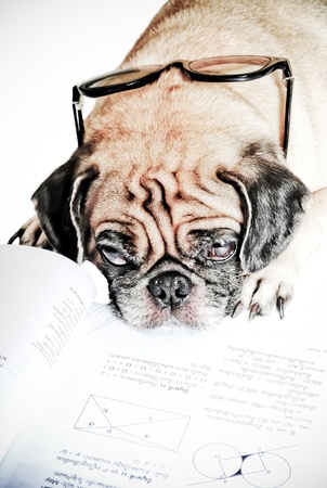 Dog Fell Asleep while doing her homeworkの写真素材