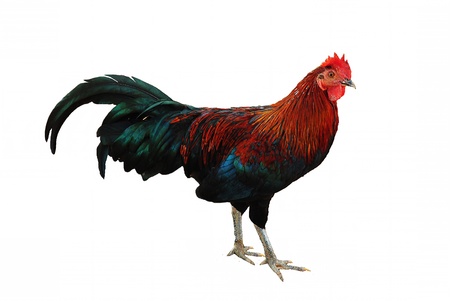 Chickenの写真素材