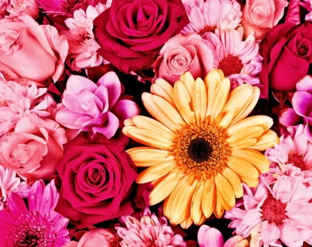 Flowerの写真素材