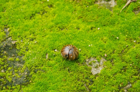 A pill bug rolled up the moss の写真素材