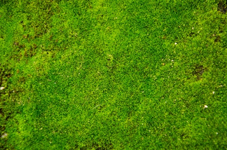 Green Mossの写真素材