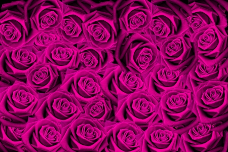 Red natural roses backgroundの写真素材