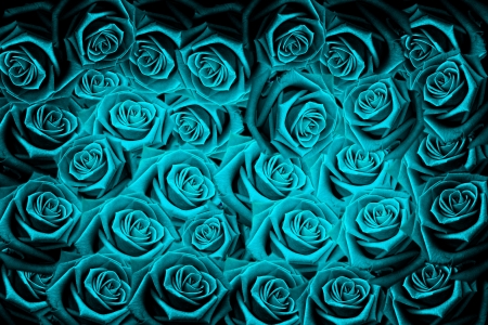 Red natural roses backgroundの写真素材