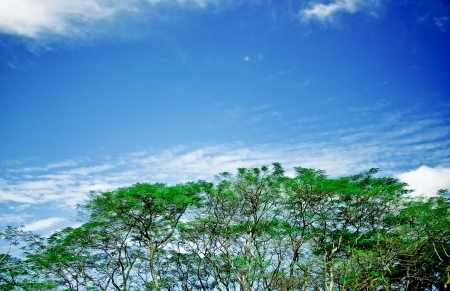 tree branches against the sky on the natureの写真素材