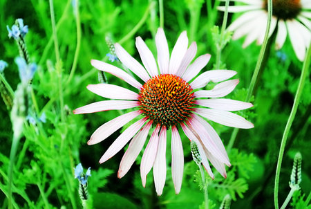 Summer wildflowersの写真素材