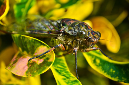 cicada on plant leaf