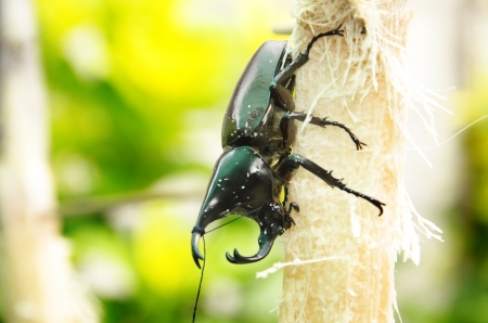 Rhinoceros beetle rearing to fight の写真素材