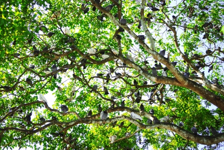 Tree with birdsの写真素材