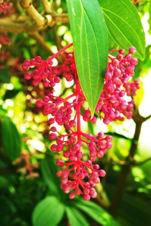 Berryの写真素材