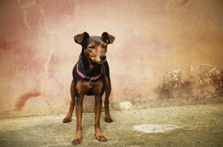 Pincher dog  in front of wall backgroundの写真素材