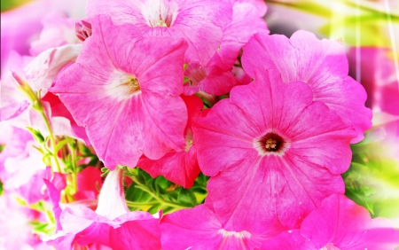 beautiful pink flowers in the gardenの写真素材