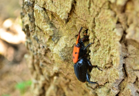 Beetle Rhynchophorusの写真素材