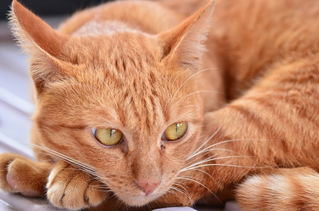 Cat portrait. Animal portraitの写真素材