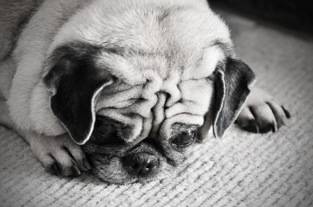 Portrait of sad purebred pug dogの写真素材