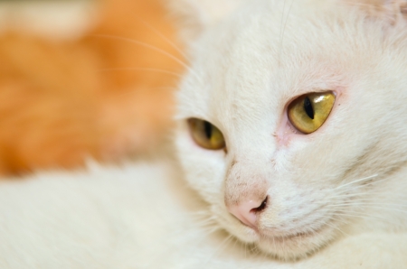 White cat closeupの写真素材