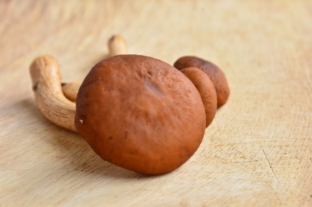 Fresh brown mushroomsの写真素材