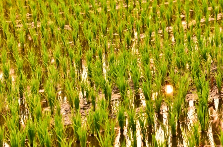 Paddy eveningの写真素材