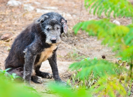 Stray dogの写真素材