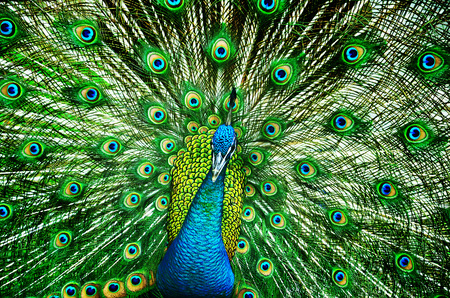 Portrait of beautiful peacock with feathers outの写真素材