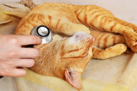 cat at veterinary clinicの写真素材