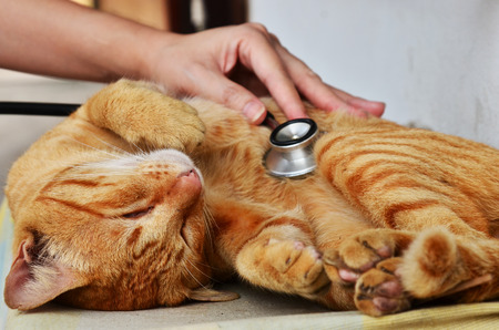 cat at veterinary clinicの写真素材