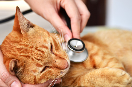 Veterinarian examining a kitten in animal hospitalの写真素材