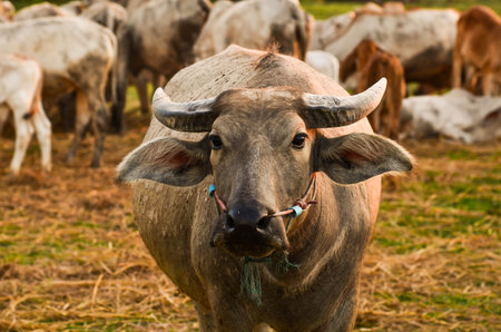 Asian buffalo in farm at Thailand