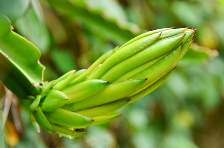 Dragon Fruit tree の写真素材