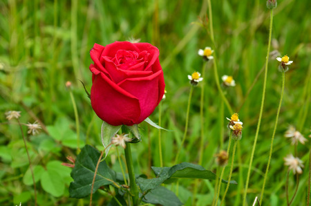 Red Rose In Gardenの写真素材
