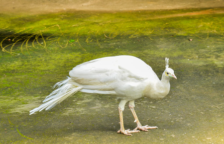 White Peacockの写真素材