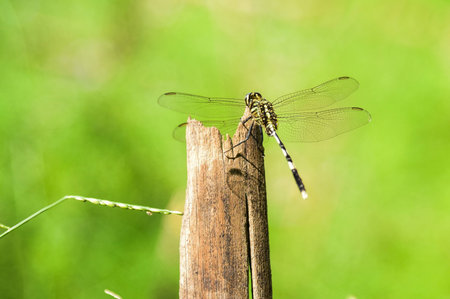 Dragonfly on a stick