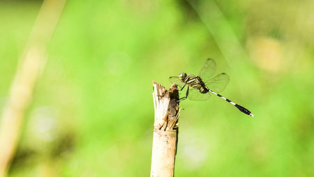 Dragonfly on a stick
