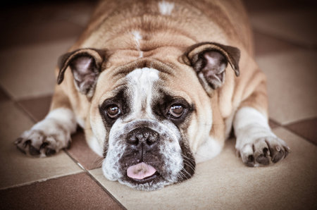 Bull dog tiredの写真素材
