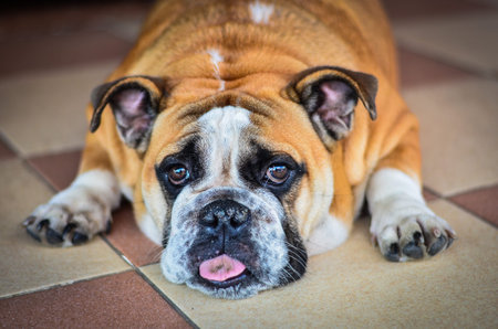 Bull dog tiredの写真素材